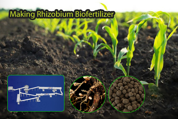 Making Rhizobium Biofertilizer